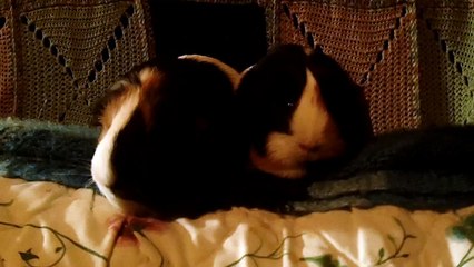 CAVIA PORCELLUS TURMERIC PARSLEY 102_5552