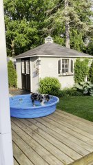 Aussie Puppy Doesn't Need Water to Have Fun