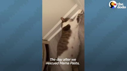 Mama Cat Does The Cutest Thing While She's In Labor _ The Dodo Cat Crazy # ANIMAL LOVERS