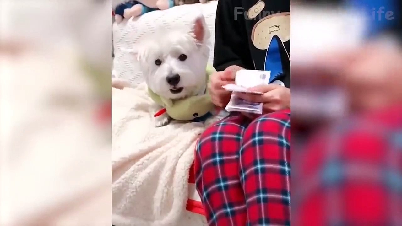  Funniest  Cats And  Dogs - Awesome Funny Pet Animals Life Video 