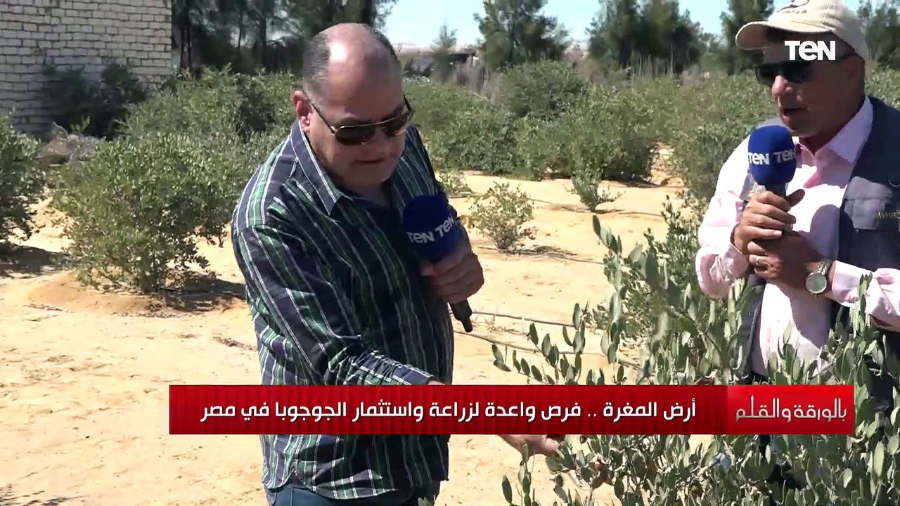 مصر الخامس عالميا في زراعة شجرة الجوجوبا أستاذ...