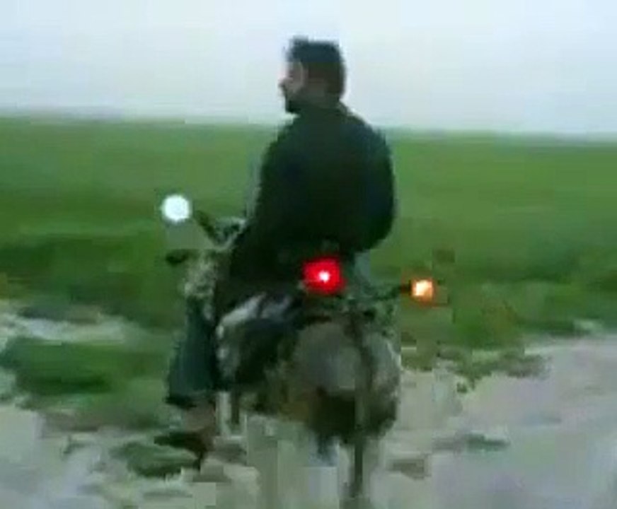 modifiye eşek- modified donkey