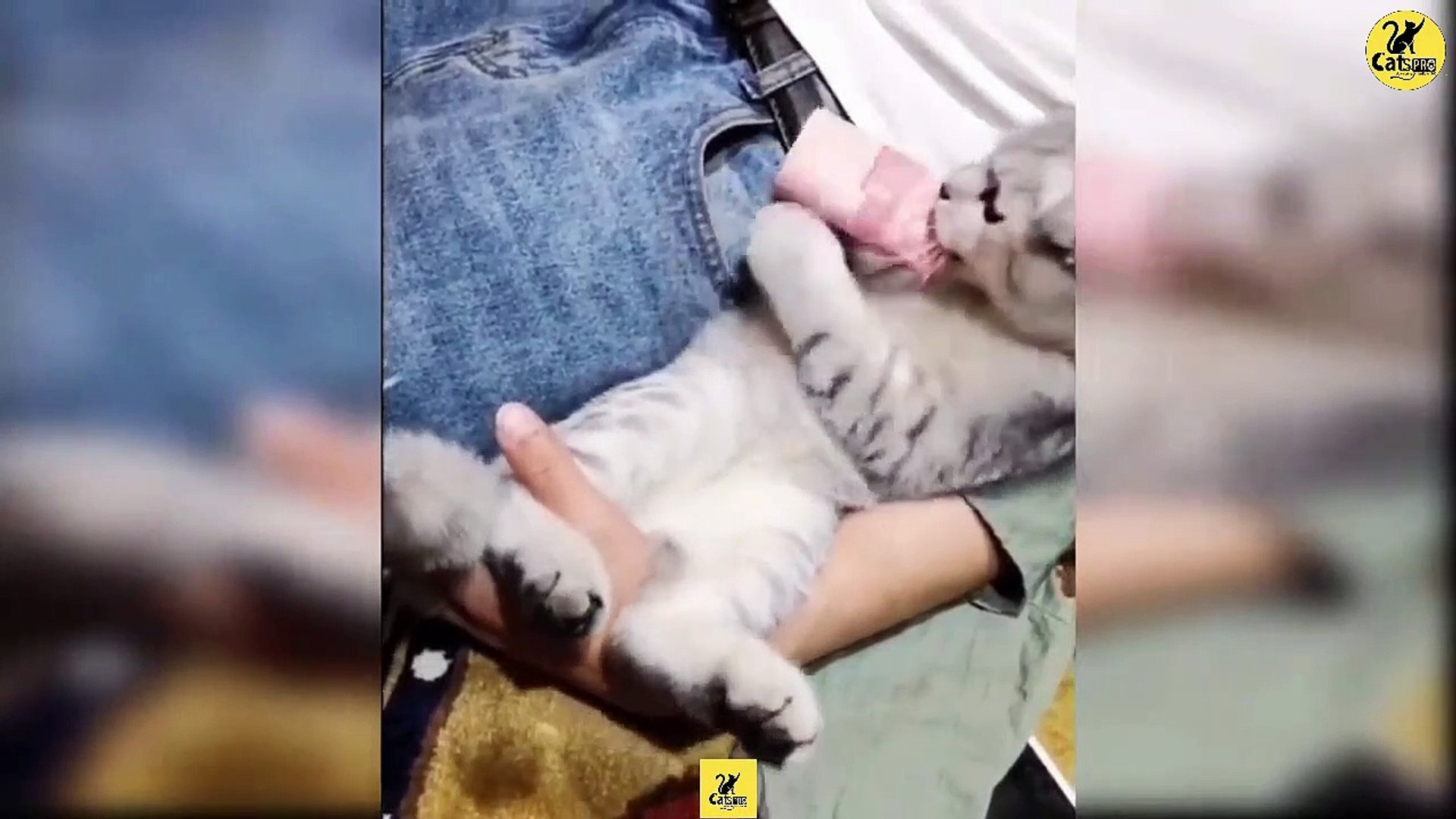 Cats | Funny & Cute Cats | Cats PRO | Cats Video compilation 01