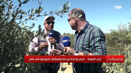بالورقة والقلم| أرض المغرة.. فرص واعدة لزراعة واستثمار الجوجوبا في مصر