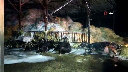 Alevlerin yükseldiği besihanede 22 büyükbaş hayvan telef oldu