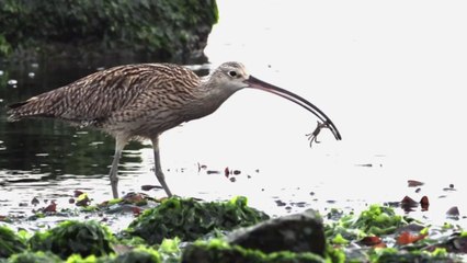 해안에도 습지에도...희귀 철새 포착 / YTN