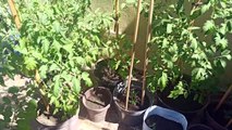 las planta de el jardin continuan creciendo y ya estan dando fruta tomates de la mejor calidad plantas de chile