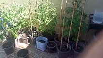 las plantas de tomate ya estan grandes y ya estan dando frutos los gatos se la pasan acostados alado delas macetas del jardin en el patio