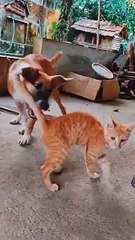 dog and cat