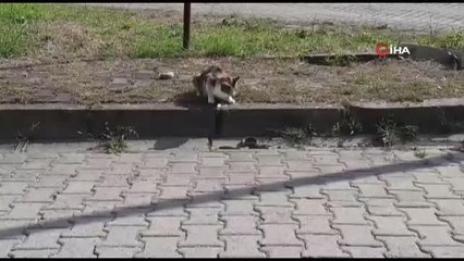 Kediyle yılanın kavgası kamerada