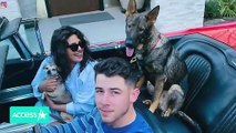 Priyanka Chopra Gets Tattoo Honoring Her and Nick Jonas' Dogs