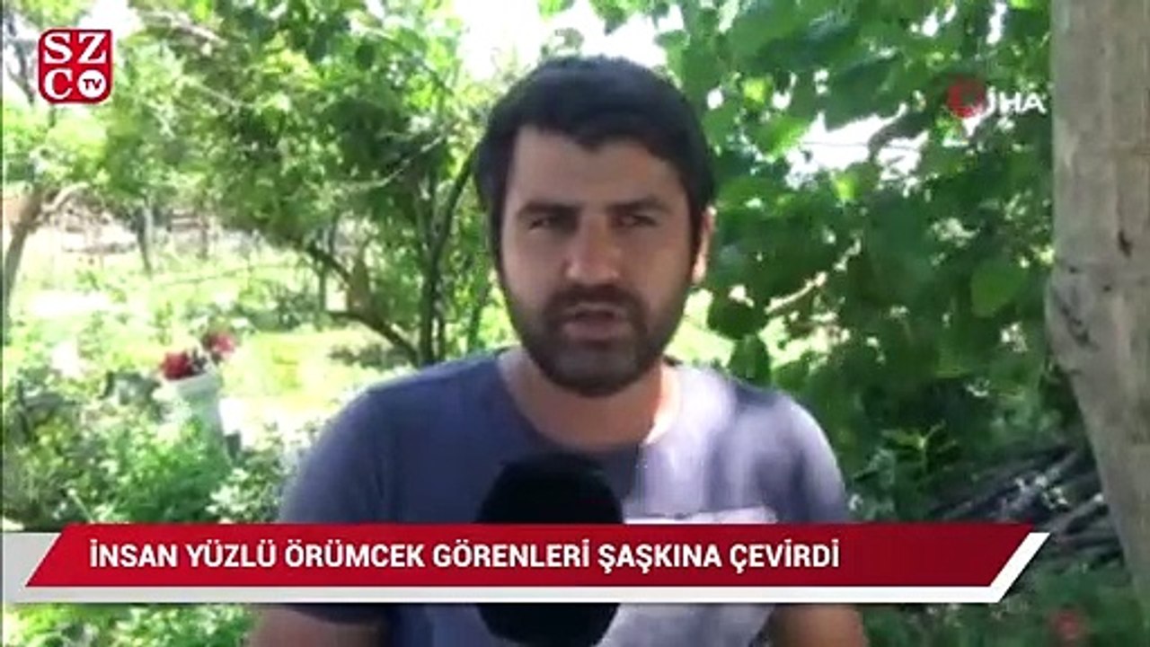 İnsan yüzlü örümcek görenleri hayrete düşürdü