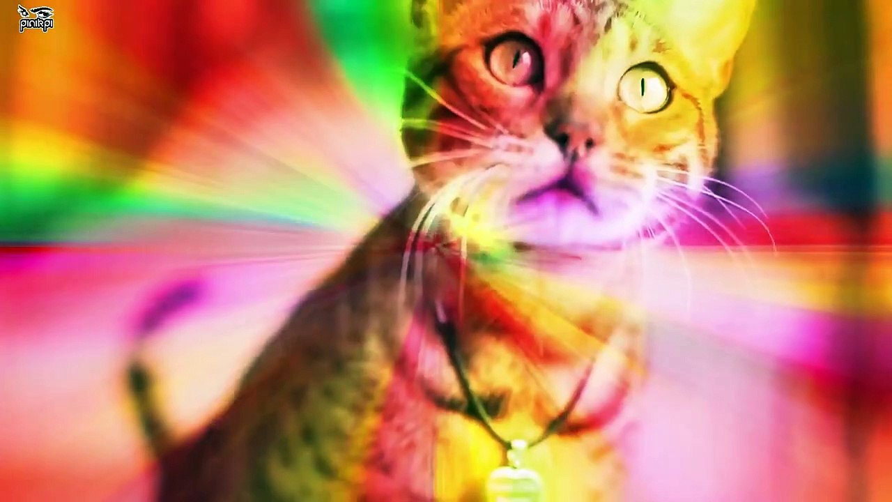 আপনার সামনে যে মহা বিপদ তা আপনার পোষা প্রাণীটি বারবার ইঙ্গিত করছে! বুঝতে পারছেনত