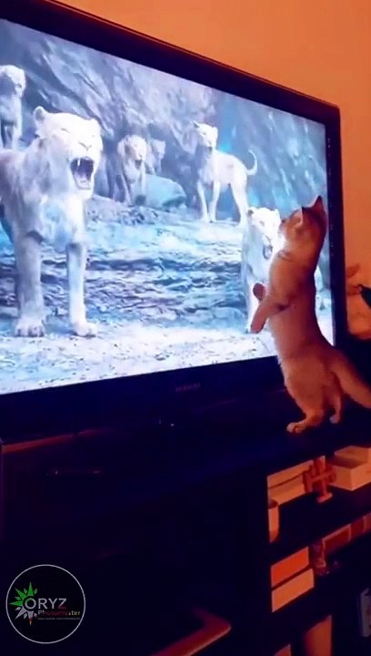 BRAVE CAT DESTROY LION KING #funny #feline #cat #cute #kitten #pets #mustwatch #viral