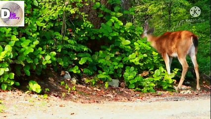 Forest Animal#Wolf#Bear#Deer#Snakes