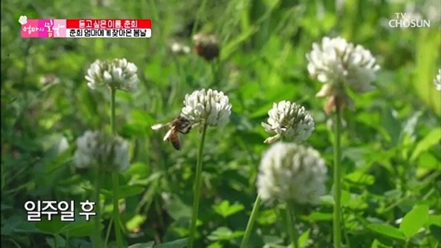 엄마의 봄날♡ 허리 복대 없이 반듯하게 펴진 허리 TV CHOSUN 20210627 방송