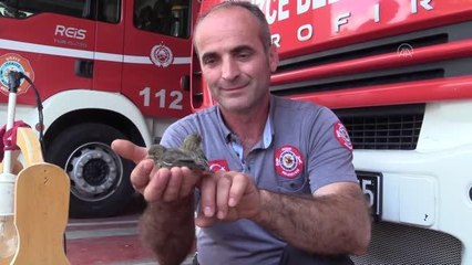 Son dakika haberi | Florya yavruları itfaiyecilerin maskotu oldu