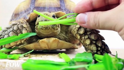 ASMR TORTOISE EATING GRASS- AMAZING