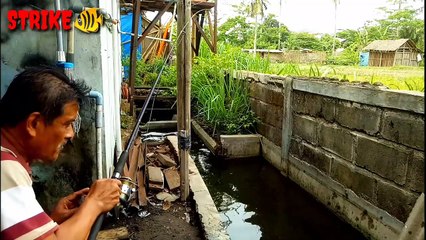 TAK DI SANGKA MANCING DI SELOKAN,DAPAT IKAN BESAR