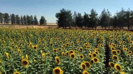 ŞANLIURFA - Ceylanpınar Tarım İşletmesi'nde ayçiçeğinde 18 bin ton rekolte bekleniyor