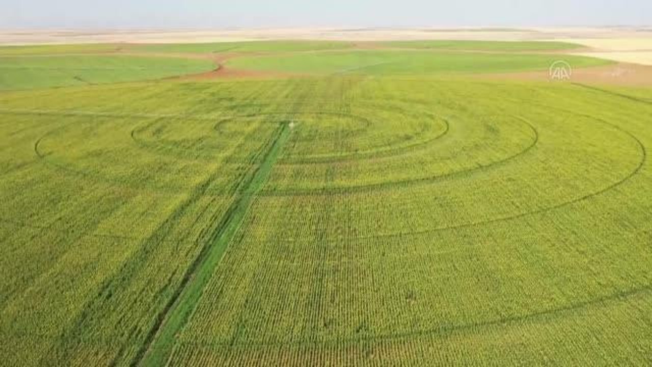 ŞANLIURFA - Ceylanpınar Tarım İşletmesi'nde ayçiçeğinde 18 bin ton rekolte bekleniyor