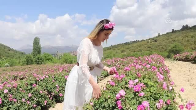 Isparta'nın ziyaretçilerini büyüleyen gül kokulu bahçelerinde hasat zamanı