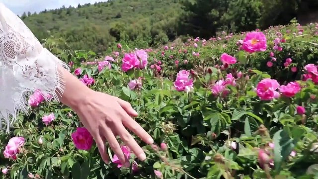 Isparta'nın ziyaretçilerini büyüleyen 'gül kokulu' bahçelerinde hasat zamanı