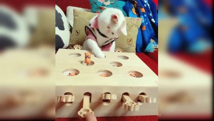 Baby Cats - Cute and Funny Cat Videos Compilation Funniest Animals 2021