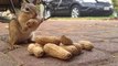 Beautiful Chipmunk eating peanuts | Filmism World |