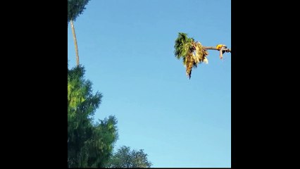 مغامرة خطيرة للوصول إلى قمة أعلى نخلة في العالم