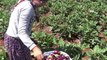 Kilis’te patlıcan hasadı başladı...Kilosu tarlada 2 TL’den satılıyor