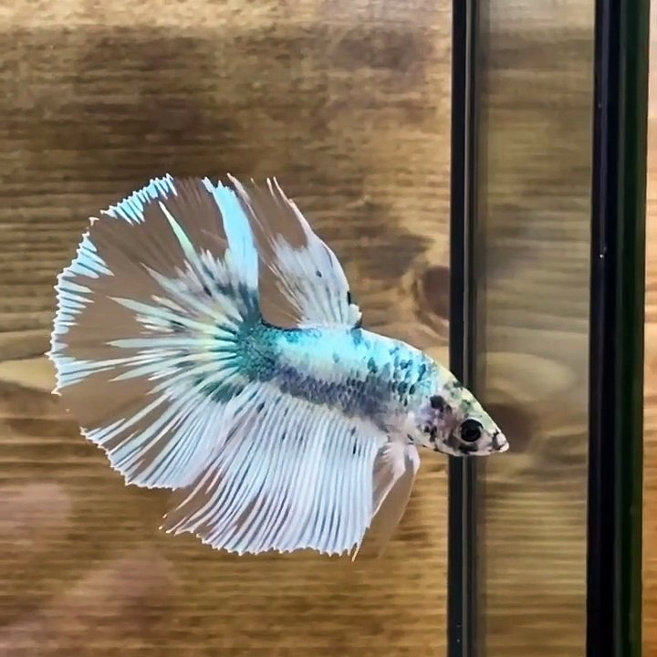 Marble Fishda