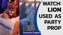 Pakistani influencer draws heat for using an allegedly sedated lion as party prop | Oneindia News
