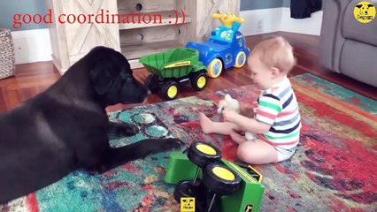Funny Dogs | Cute baby Dog Videos | Dogs PRO Compilation 01