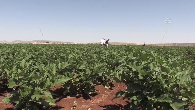 Hasadına başlanan patlıcan, verimi ve fiyatıyla üreticisinin yüzünü güldürüyor