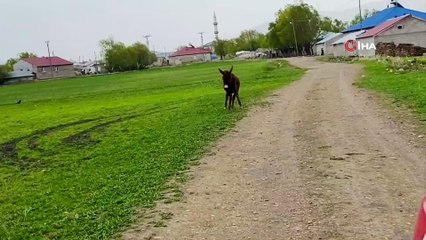 Arabayla yarışan sevimli eşek ortaya renkli görüntüler çıkardı