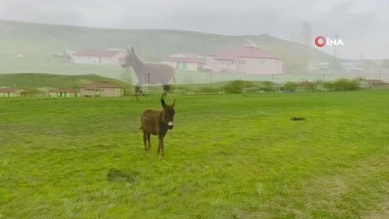 Arabayla yarışan sevimli eşek ortaya renkli görüntüler çıkardı