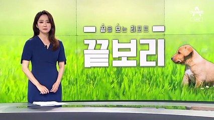 [끝보리]유기견 막는 중성화 수술…지자체·수의사회 ‘맞손’