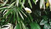 Peace Lily | Spathiphyllum wallisii | White Sails | Spathe | Plants | Flowers | Garden