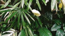 Peace Lily | Spathiphyllum wallisii | White Sails | Spathe | Plants | Flowers | Garden