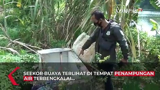 Buaya Muara Muncul di Jakarta Utara, Ini Penampakannya