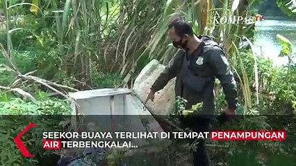 Buaya Muara Muncul di Jakarta Utara, Ini Penampakannya