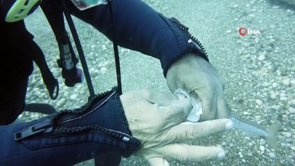 Antalya’da ‘lokum’a kurtarma operasyonu