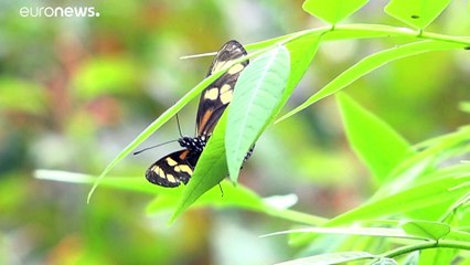 Скачать видео: Colombia: El reino de las mariposas con 200 especies únicas y con la mayor variedad en el mundo