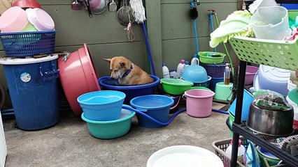 Dog Chilling in Water on Hot Day Gets Sleepy