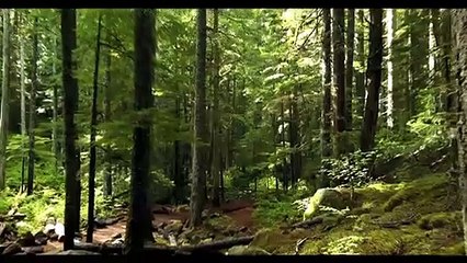 Beautiful Relaxing Music _  Mesmerizing Music Waves