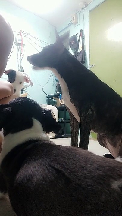 sit,apir ,,utuan time muna