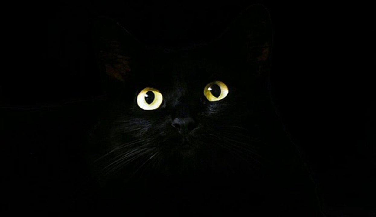 THE CATS OF ULTHAR
