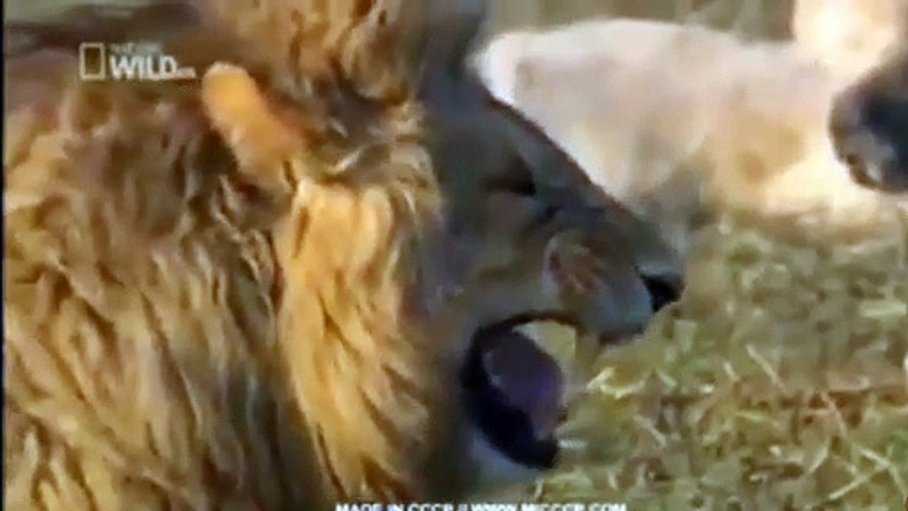 _Lion_LAUFING_