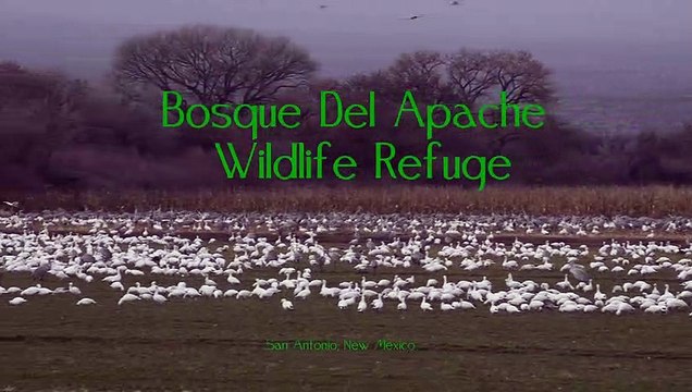 Sandhill Cranes take flight